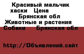 Красивый мальчик хаски › Цена ­ 9 000 - Брянская обл. Животные и растения » Собаки   . Брянская обл.